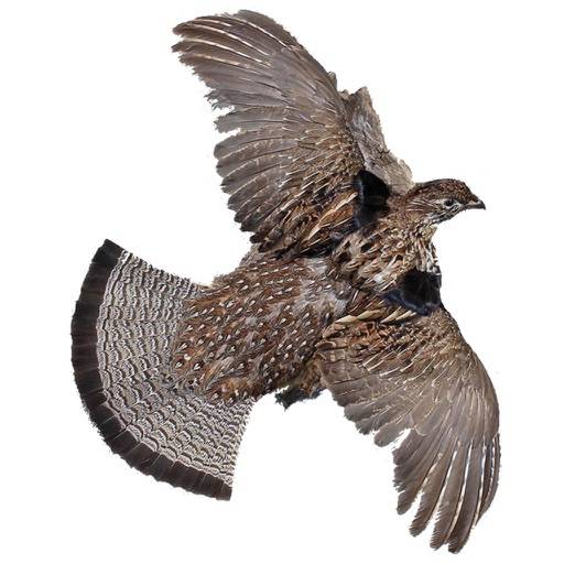 Montana Hunting Access 2025 icon