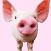 Pig Sounds app icon