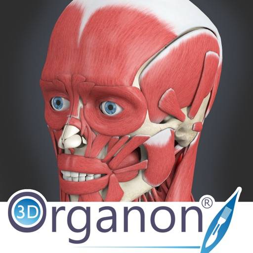 3D Organon Anatomy - Muscles, Skeleton, and Ligaments ikon