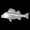 3D Fish Anatomy app icon