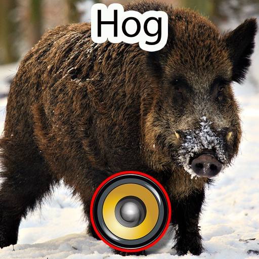 Real Hog Hunting Calls & Sounds icon