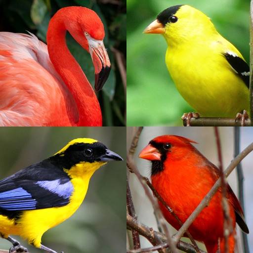 Oiseaux célèbres du monde - Quiz sur l'oiseau icône