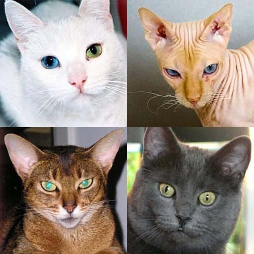 Cats Quiz - Guess Photos of All Popular Cat Breeds icône