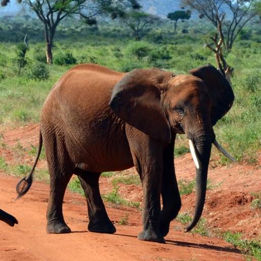 Kenia, Afrika löschen