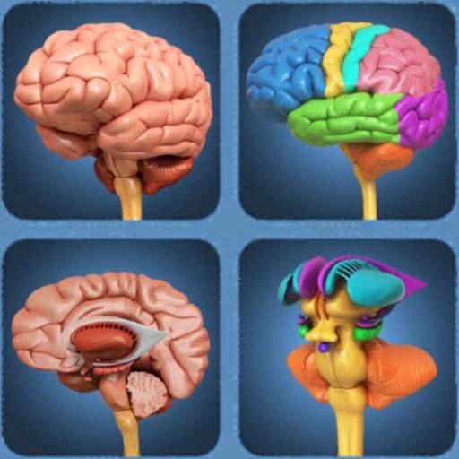 supprimer My Brain Anatomy