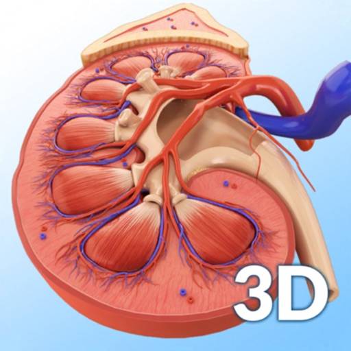 My Kidney Anatomy icon