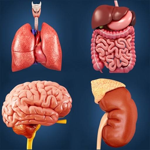 Organs Anatomy icon