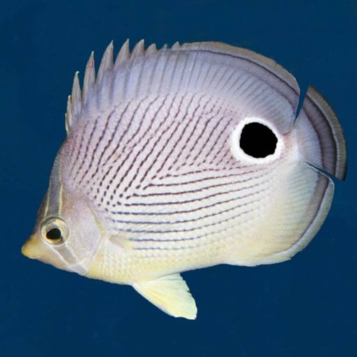 Easy Fish ID Caribbean icon