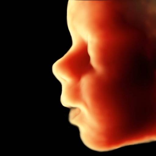 ScanBaby learn baby ultrasound icône