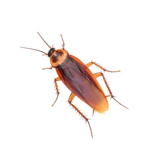 eliminar Plaga Insectos