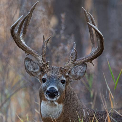 delete Ultimate Deer Calls