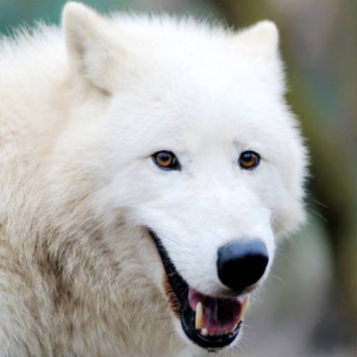 Arctic Wolf Survival Simulator icon