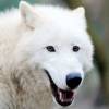 Arctic Wolf Survival Simulator icon