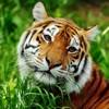 Asian Tiger Survival Simulator app icon