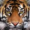 Ultimate Tiger Simulator 2 икона