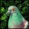 Pigeon: A Love Story app icon