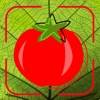 Tomato Diseases Identification icono