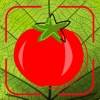 Tomato Diseases Identification app icon