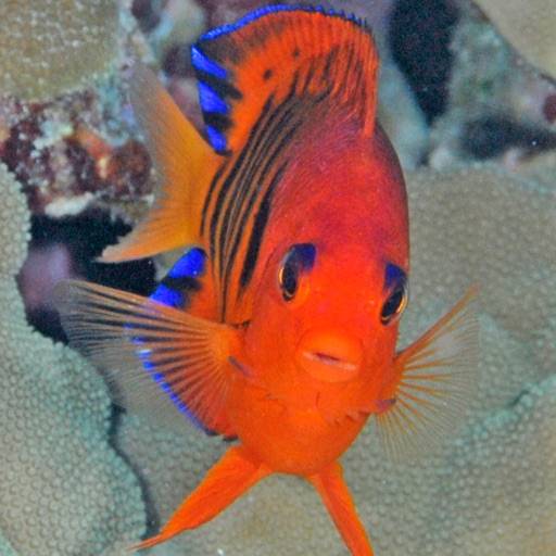 Tahiti Fish ID