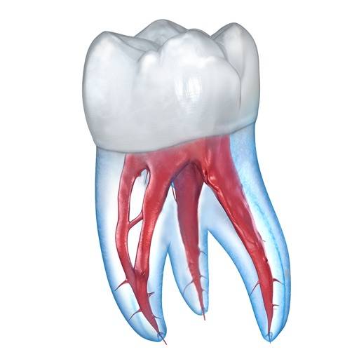 Dental 3D Illustrations app icon