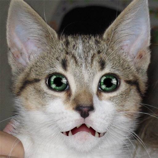 elimina Talking Cat