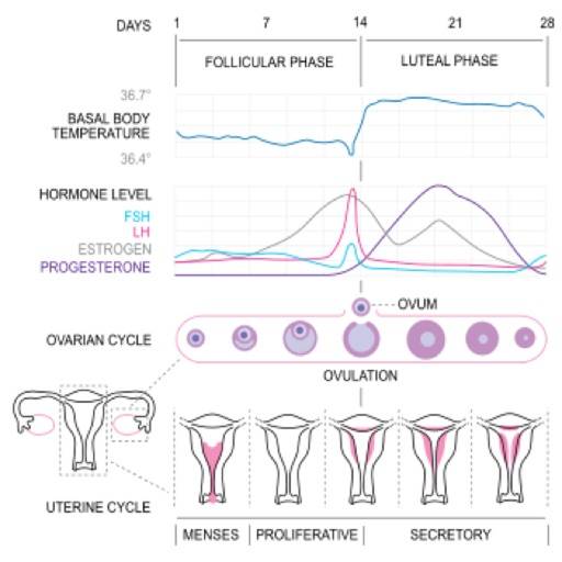 eliminar Basal Body Temperature Calc.
