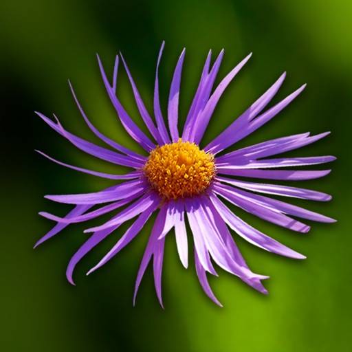 supprimer Fleurs en poche