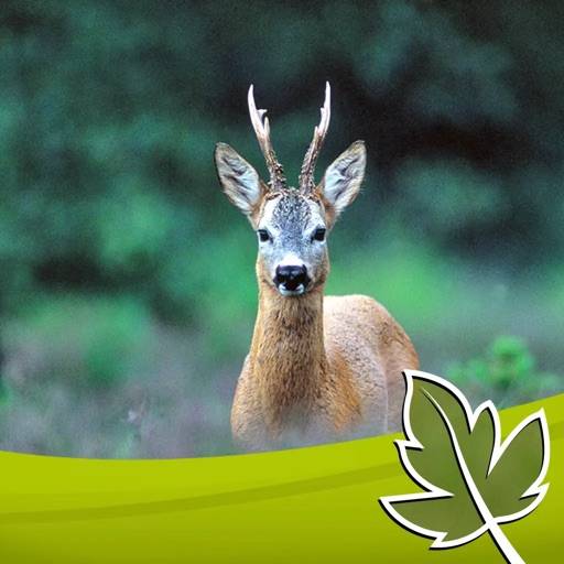 Chasse à l’appeau réussie