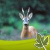 Roebuck Hunt app icon