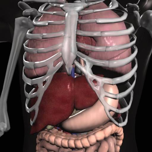 Anatomy 3D icon
