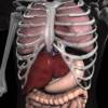 Anatomy 3D - Organs icono