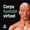 Corps humain virtuel icône