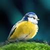 Oiseaux en poche icon