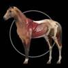 Horse Anatomy: Equine 3D Symbol