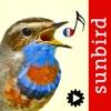 Chants d’oiseaux automatique app icon