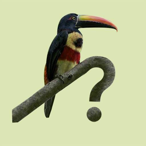 Costa Rica Birds icono