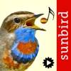 Cantos de Aves Id app icon