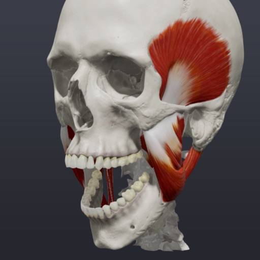 Skull, Teeth & TMJ icône