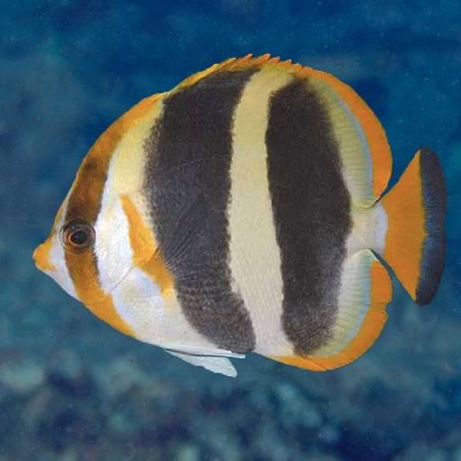 supprimer Lord Howe Fish ID