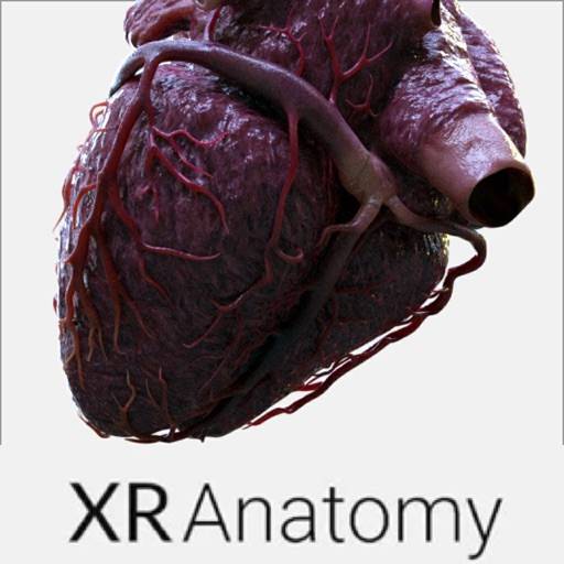 3D Heart Anatomy icon
