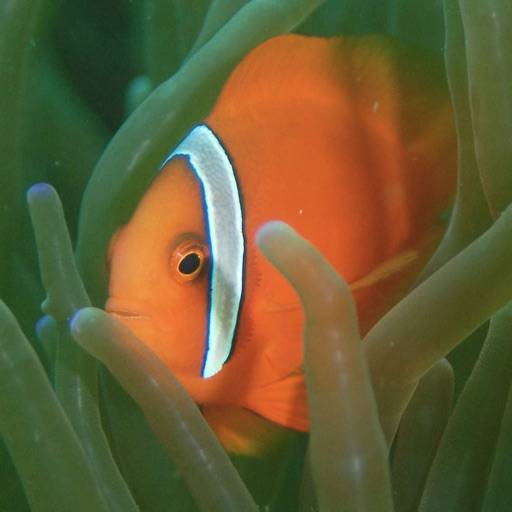 ta bort Philippines Fish ID