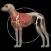 Dog Anatomy: Canine 3D Symbol