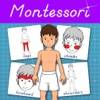 Human Body -Montessori Anatomy icono