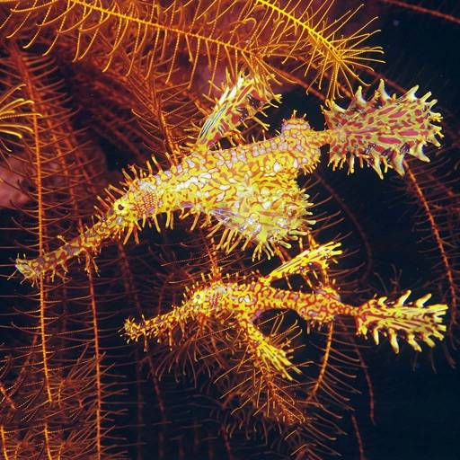 delete North Sulawesi Fish ID