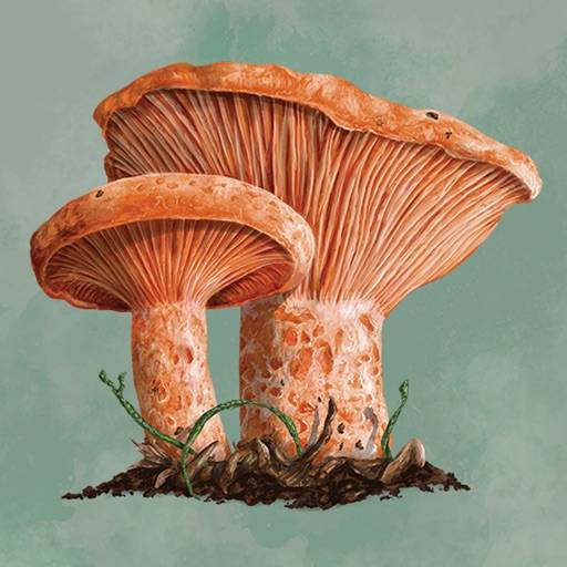 Mycelia icon