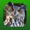 Heintges Jagdtrainer app icon