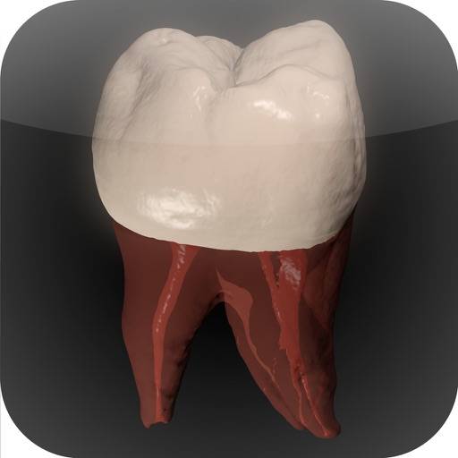 Real Tooth Morphology app icon
