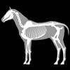 3D Horse Anatomy Software icona