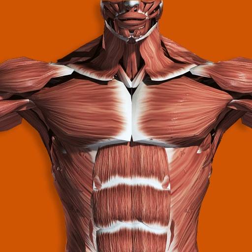 Muscular System 3D (anatomy) icono