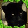 Panther Simulator icon